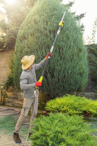 Dead Tree Removal in Duncan, SC